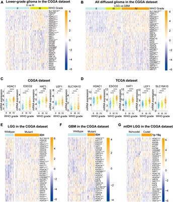 Systematic and Multi-Omics Prognostic Analysis of Lysine Acetylation Regulators in Glioma